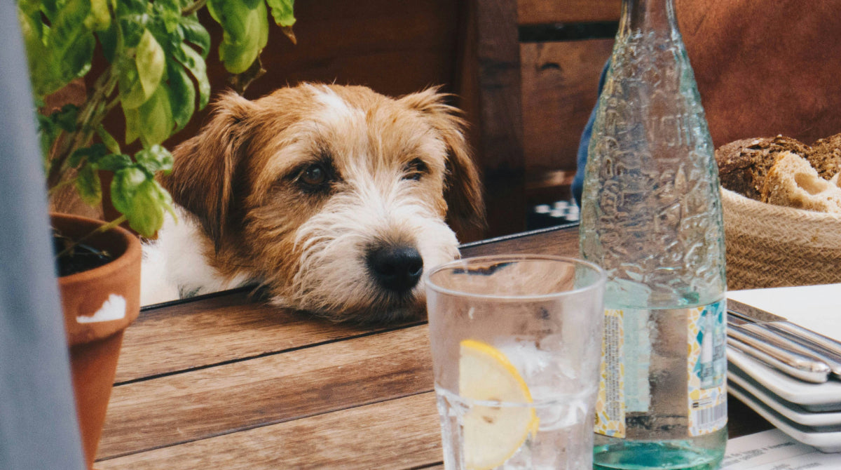 Mein Hund trinkt zu wenig